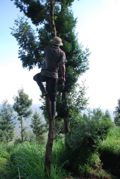 Climbing Mount Merapi. Local man mines branches for construction