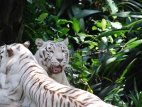Thailand, Indonesia, Singapore (winter 2010). At the Singapore Zoo. White tigers