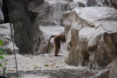 At the Singapore Zoo. The back of a baboon