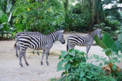 At the Singapore Zoo. Zebras