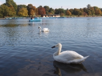 London. September 2018. Swans