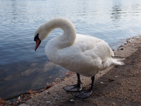 London. September 2018. Swan
