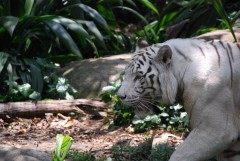 В Сингапурском зоопарке