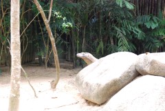 В Сингапурском зоопарке. Дракончик.
