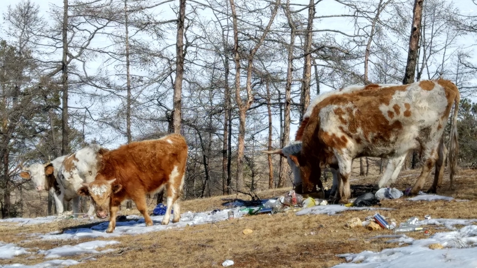 Коровы едят мусор