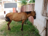 Summer 2008 (Cuba). Trinidad. A horse holds the lodge