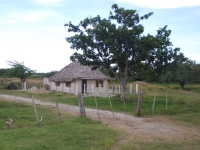 Summer 2008 (Cuba). Thatched house