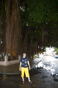 I'm under a typical Cuban tree