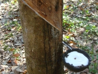 Thailand, Indonesia, Singapore (winter 2010). Rubber tree
