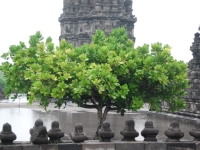 Thailand, Indonesia, Singapore (winter 2010). A tree in Prambanan