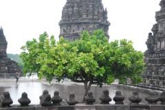 A tree in Prambanan