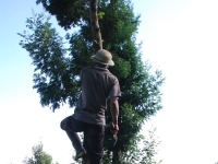 Thailand, Indonesia, Singapore (winter 2010). Climbing Mount Merapi. Local man mines branches for construction