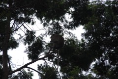 Climbing Mount Merapi. Wild monkey