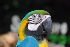At the Singapore Zoo. Parrot