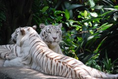 At the Singapore Zoo. White tigers