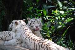 At the Singapore Zoo. White tigers