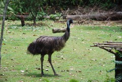 At the Singapore Zoo. Big Bird