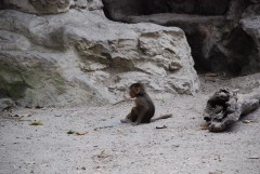 At the Singapore Zoo. Baboon