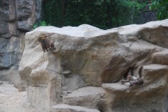 At the Singapore Zoo