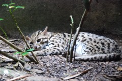 At the Singapore Zoo. Leopard (Bengal) cat. The most beautiful animal in the world!