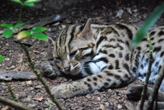 At the Singapore Zoo. Leopard (Bengal) cat.