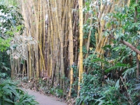 Thailand, Indonesia, Singapore (winter 2010). Bamboo
