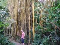 Thailand, Indonesia, Singapore (winter 2010). Me and bamboo