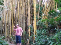 Thailand, Indonesia, Singapore (winter 2010). Bamboo and me