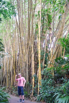 Bamboo and me