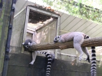 Thailand, Indonesia, Singapore (winter 2010). At the Singapore Zoo. Lemurs