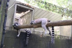 At the Singapore Zoo. Lemurs