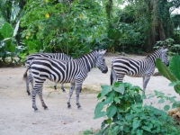 Thailand, Indonesia, Singapore (winter 2010). At the Singapore Zoo. Zebras