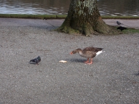 Ireland, March 2015. Goose versus pigeon