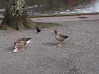 Ireland, March 2015. Geese