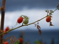 Croatia, Mlini 2017. Tomatoes