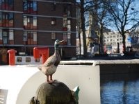 March 2017. Berlin — Rotterdam — Düsseldorf. Duck Monument