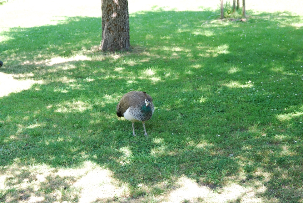 Pheasant in the Vojan Gardens