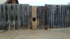 Dog head sticking out of fence