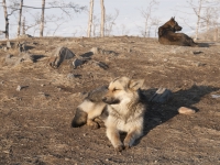 Baikal, Olkhon island, Хужир. March 2018. Dogs basking in the sun
