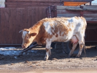 Baikal, Olkhon island, Хужир. March 2018. Fluffy cow