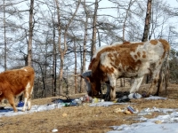 Baikal, Olkhon island, Хужир. March 2018. Cows eating garbage