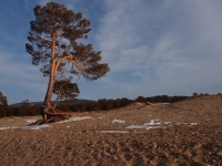 Baikal, Olkhon island, Хужир. March 2018. Tree