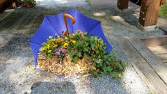 The umbrella flowerbed