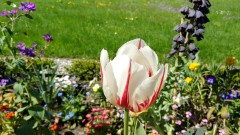 And the tulip