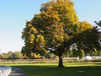London. September 2018. Tree