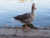 London. September 2018. Geese