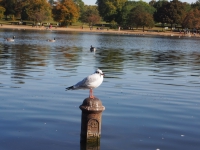 London. September 2018. Seagull