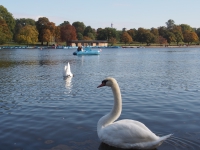 London. September 2018. Swan fishing