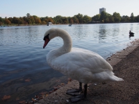 London. September 2018. Swan