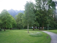Garmish-Partenkirchen, Mittenwald, Innsbruck. May-June 2022 2022. Birch tree in a park in Garmisch-Partenkirchen
